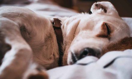 Los motivos para no compartir cama con tu mascota