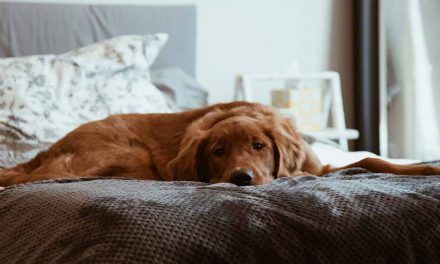 Felicidad para tu mascota: razones para comprar un colchón para perros