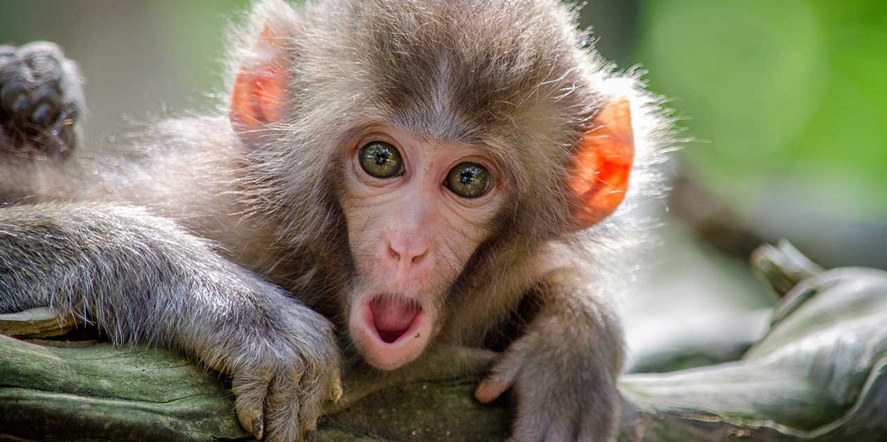 mono con cara de sorprendido