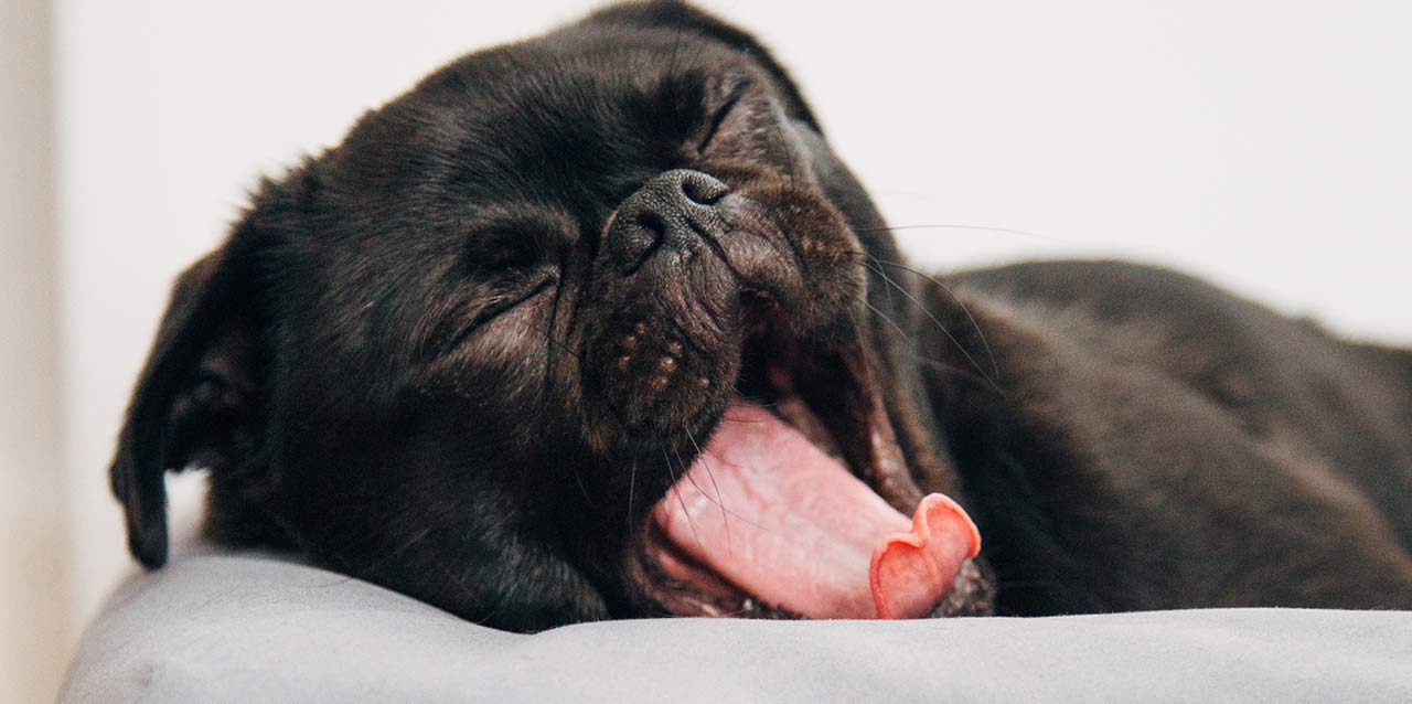 perro bostezando perro bostezando