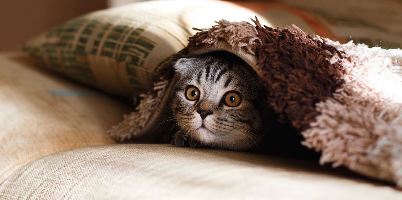 bebé gato debajo de manta bebé gato debajo de manta