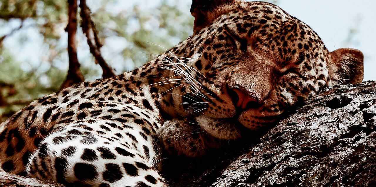 jaguar durmiendo en tronco de árbol