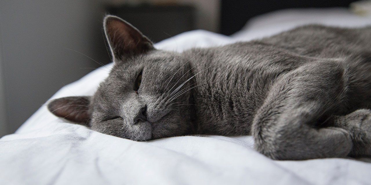 gato con ojos entreabiertos tumbado en colchón