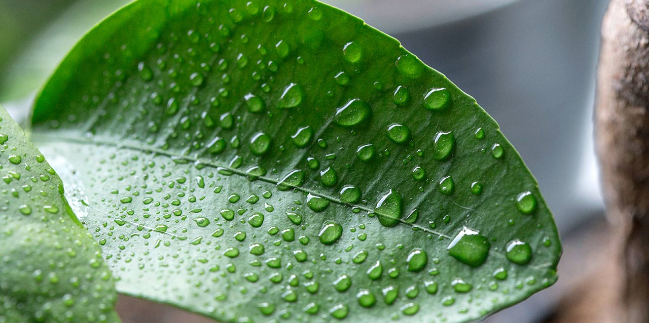 hoja con gotas de agua