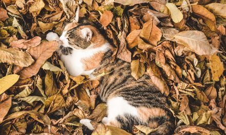 Cómo aportar calor a tu cama este otoño