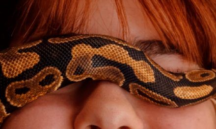 Qué significa soñar con serpientes