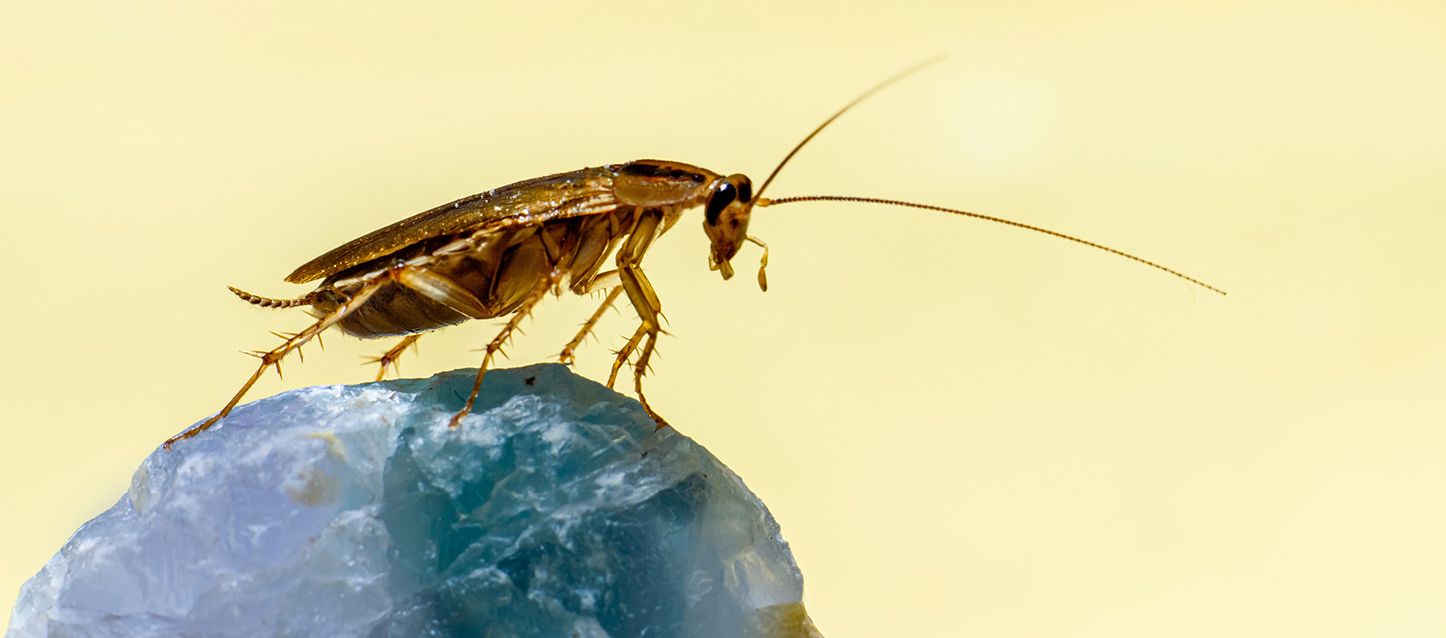cucaracha de color amarillento de largas antenas sobre un mineral